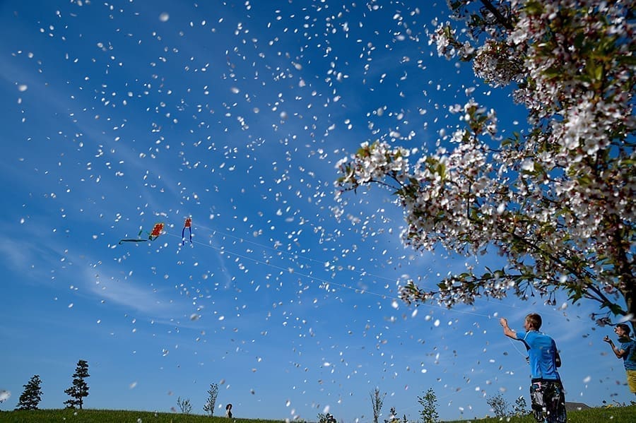 japoniškas sodas kretingos rajone